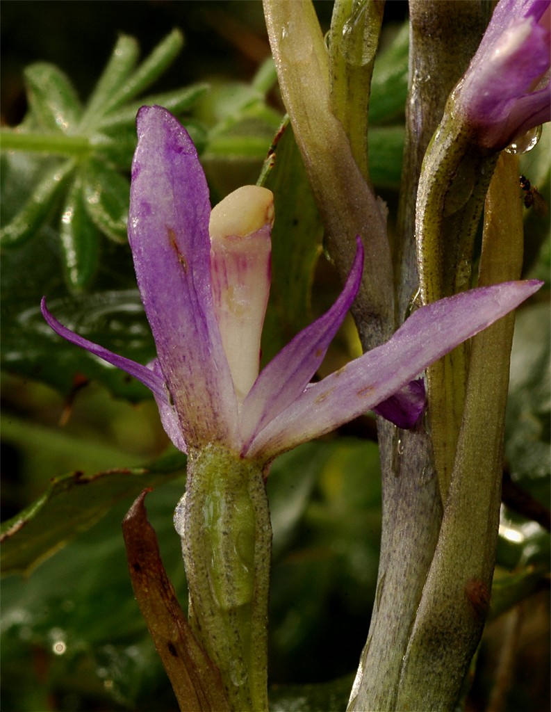Limodorum trabutianum